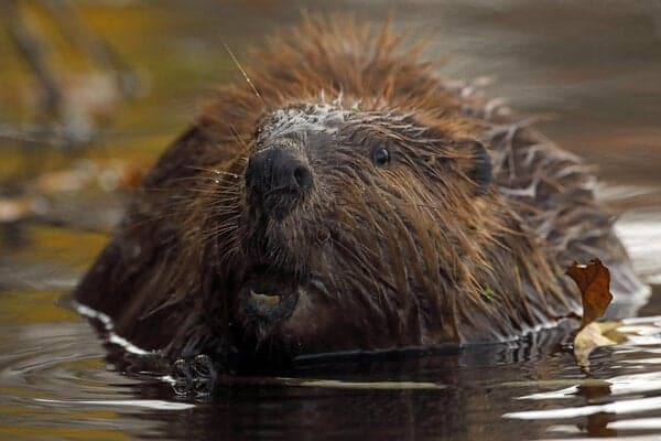 A (non-rabid) beaver in Maryland, where this summer a fisherman in Cunningham Falls State Park reported that he was bitten on the leg by a beaver that later tested positive for rabies.