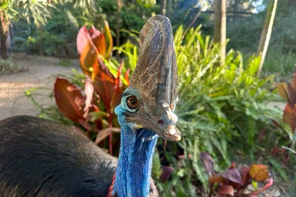 There have been fewer than 10 southern cassowary chicks in the last 10 years at Australia’s other zoos.