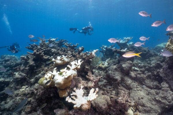 Bleaching along Looe Key Reef off Florida’s Big Pine Key in 2023.